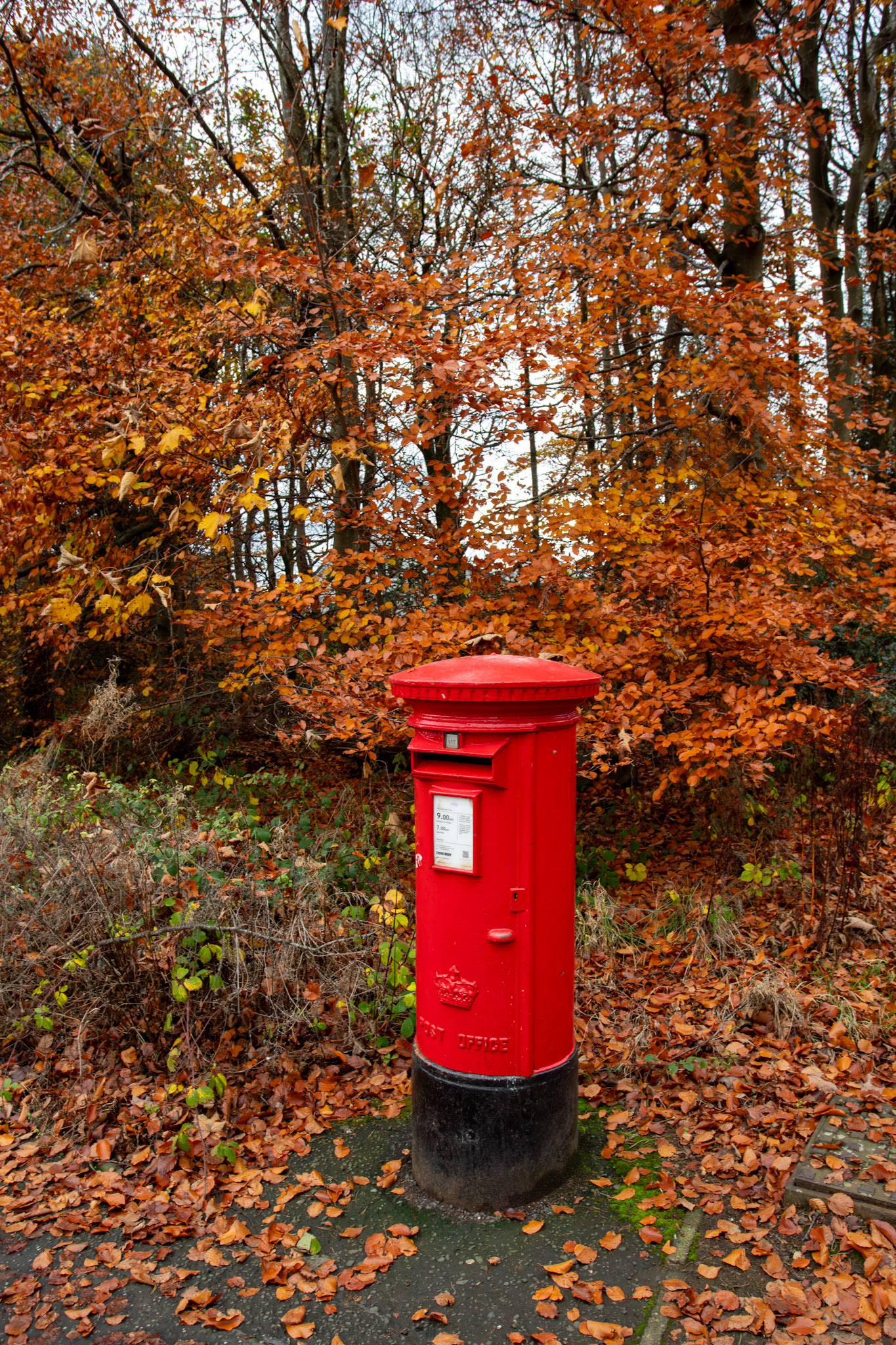 Deans Woods - 07 November 2025