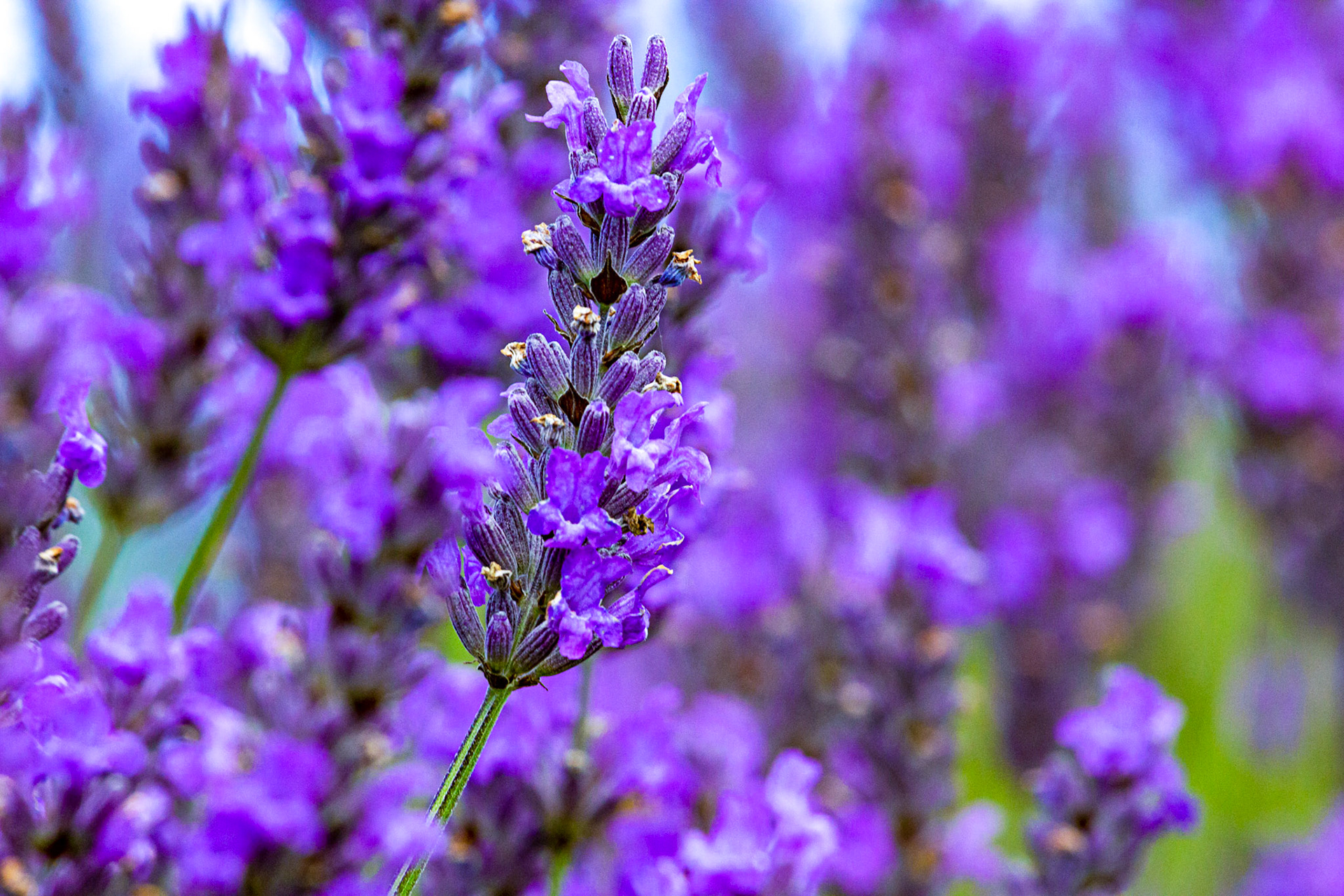 I spent an amazing few hours at Scottish Lavender Oils. They are so dedicated to nature and not to profit!