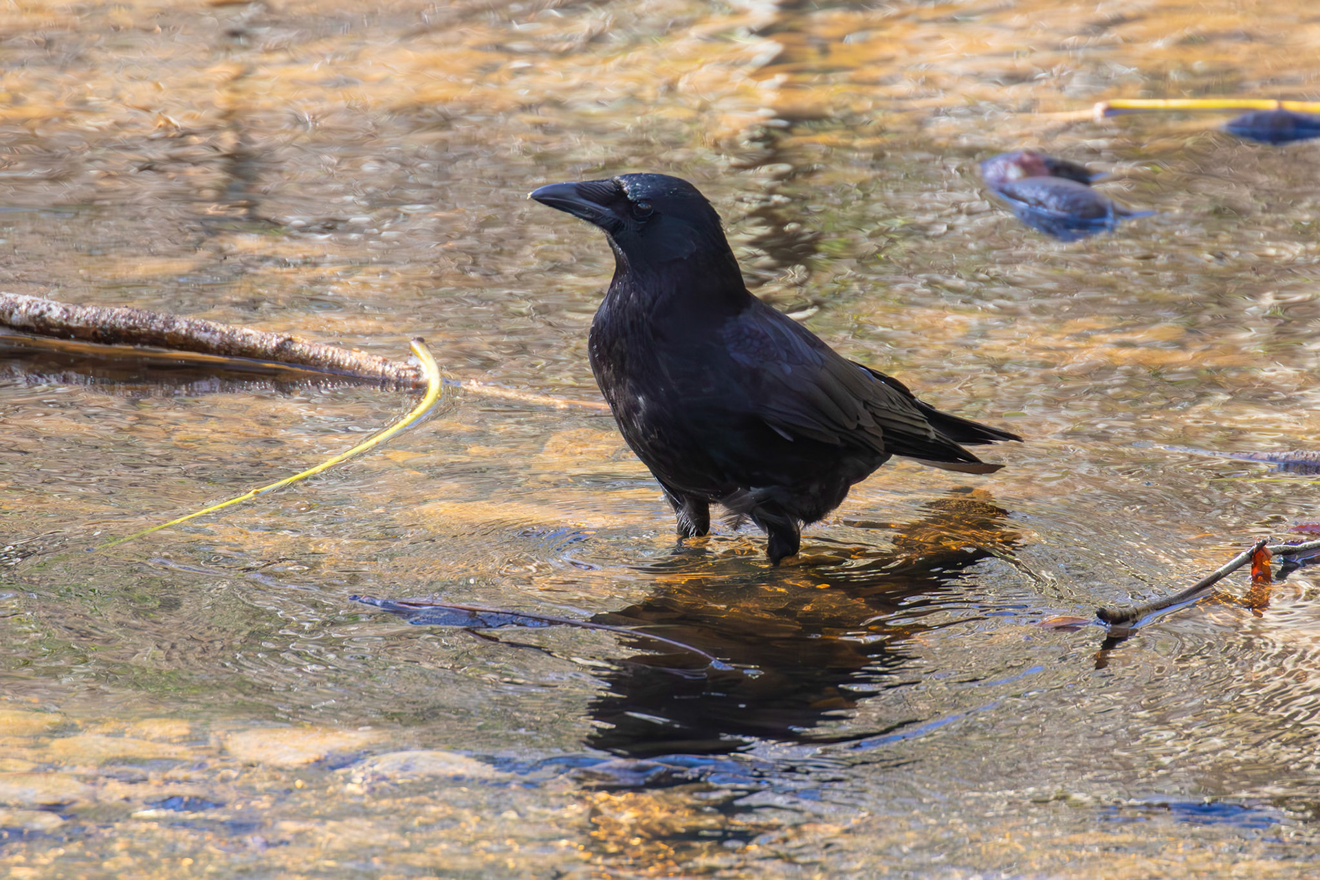 Carrion Crow from a Walk at Murieston 15 March 2025