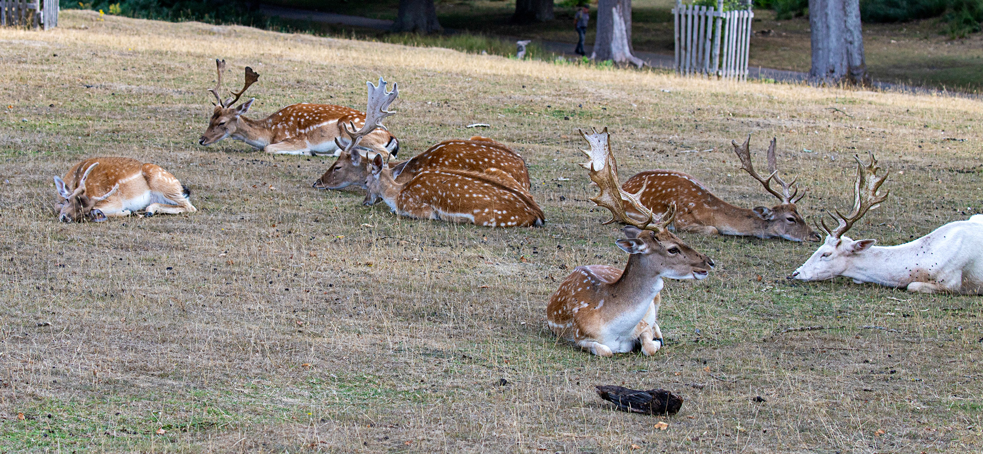 Fallow Deer - Knowle Park, Kent 23 Aug 2025