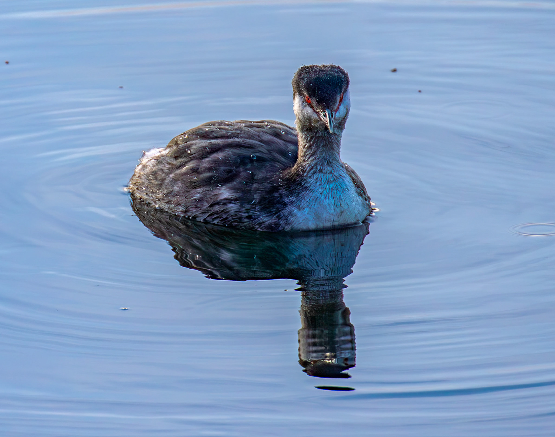 Slavonian Grebe at Linlithgow Loch 18 March 2026