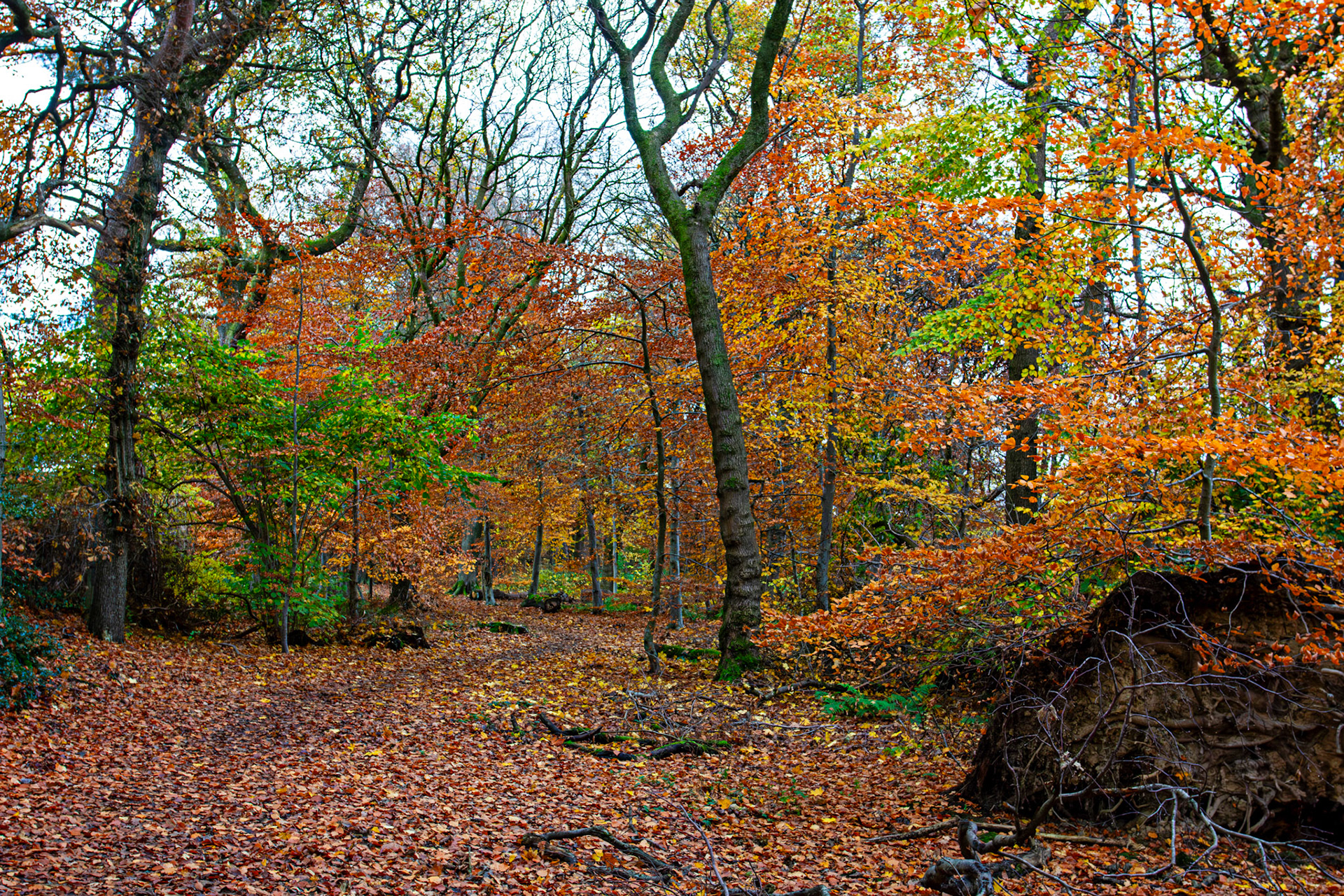 Deans Woods - 07 November 2025