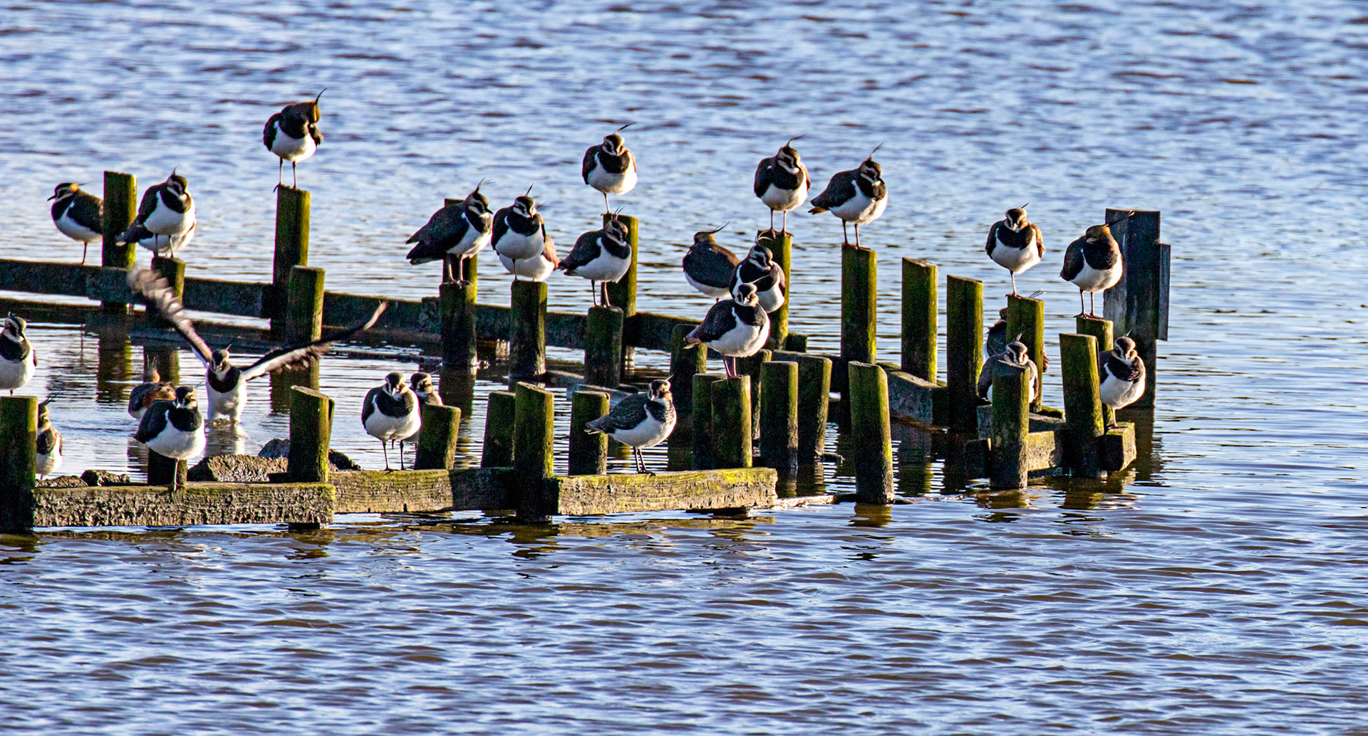 Lapwing at Titchfield Haven 02 January 2025