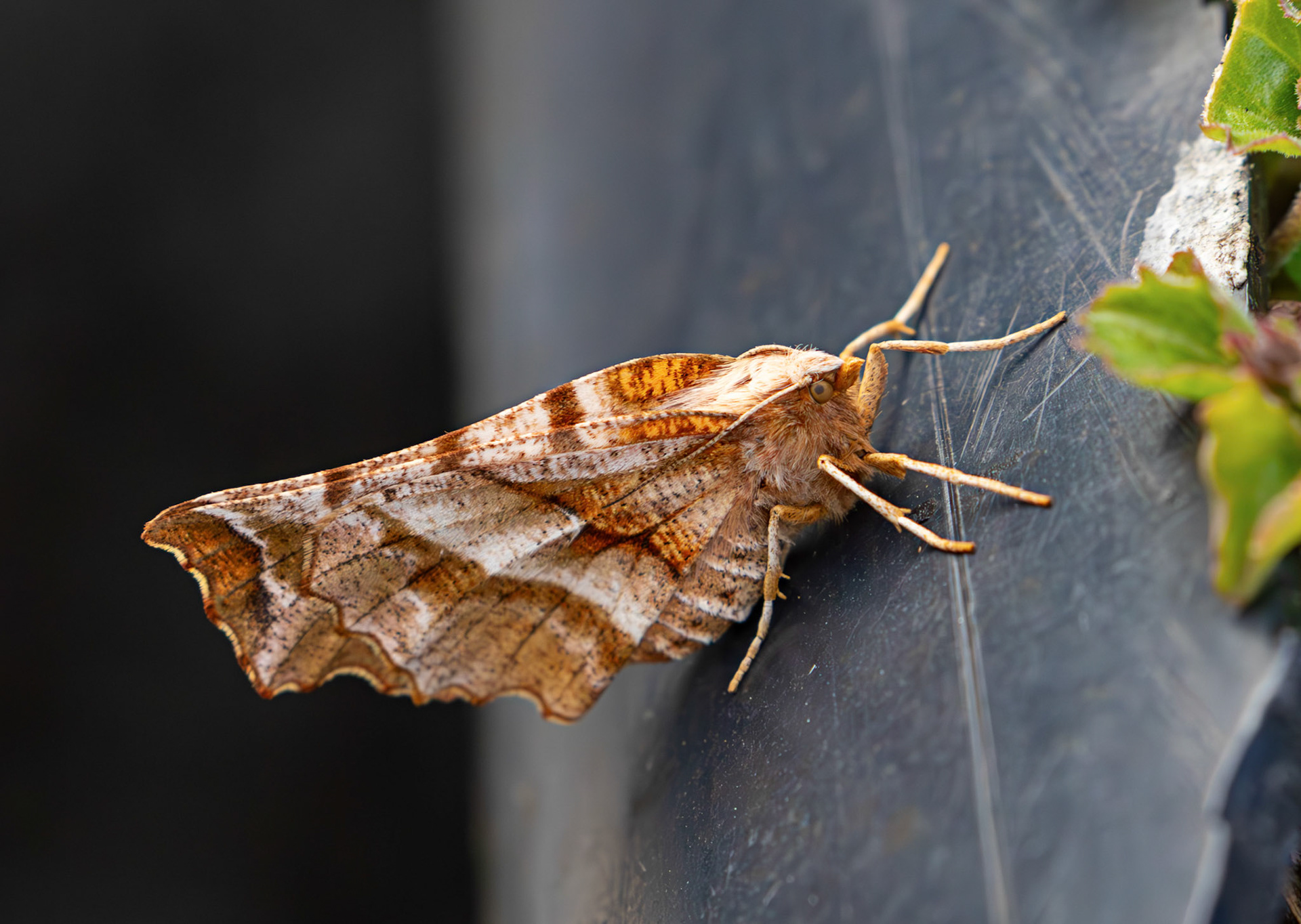 Early Thorn (Selenia dentaria) - Moth in Livingston, West Lothian 08 May 2026