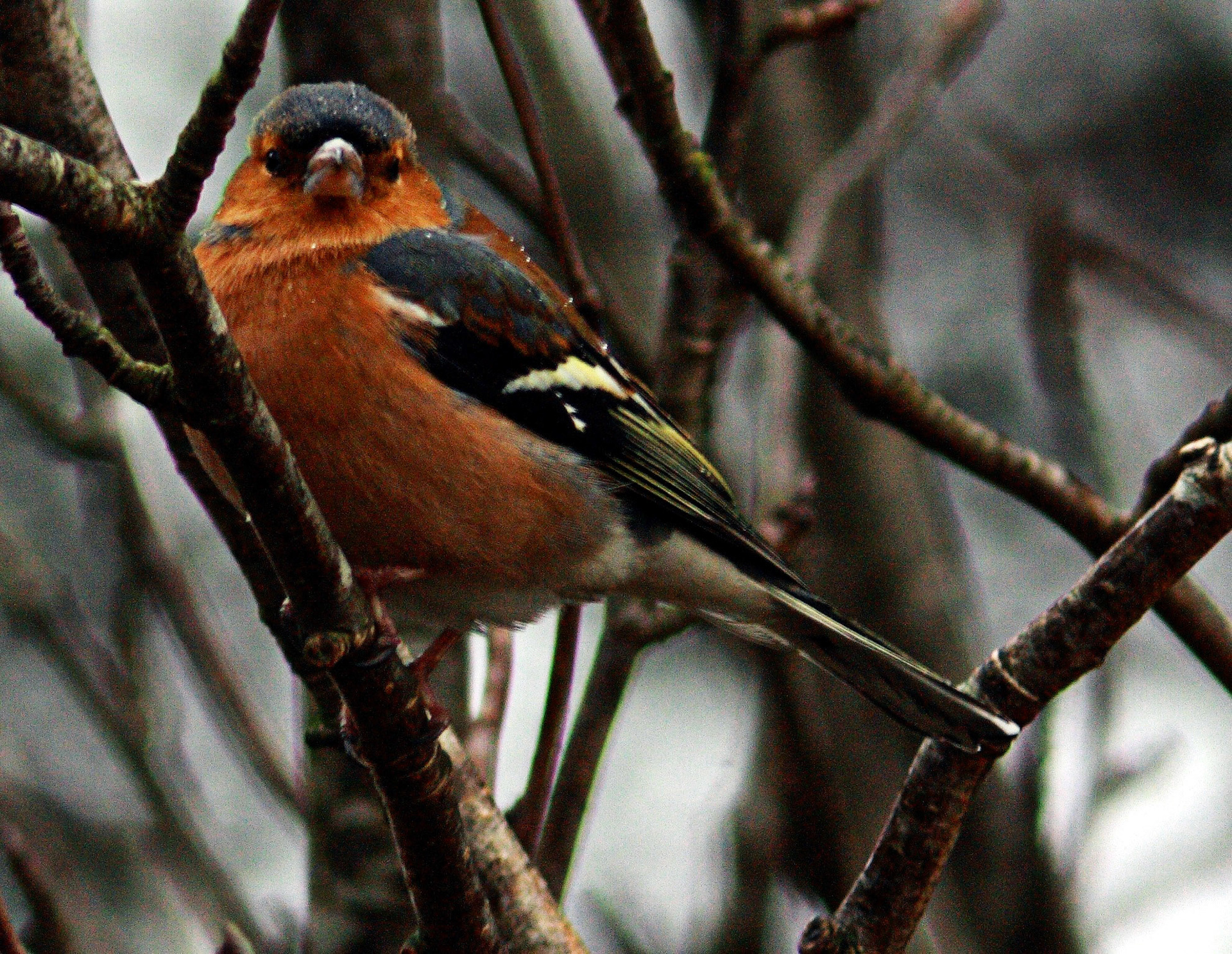 Deans, LivingstonPlease see my other Photographs at: http://www.jamespdeans.co.uk/