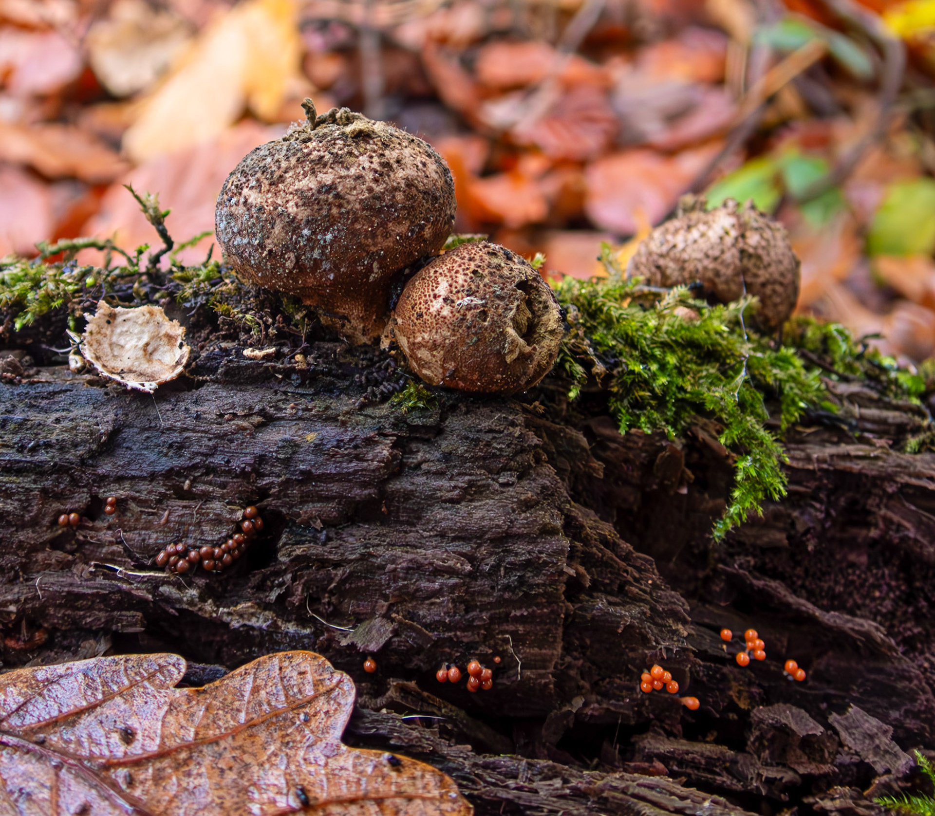 Apioperdon perlatum (common puffball) Deans Woods 08 November 2025