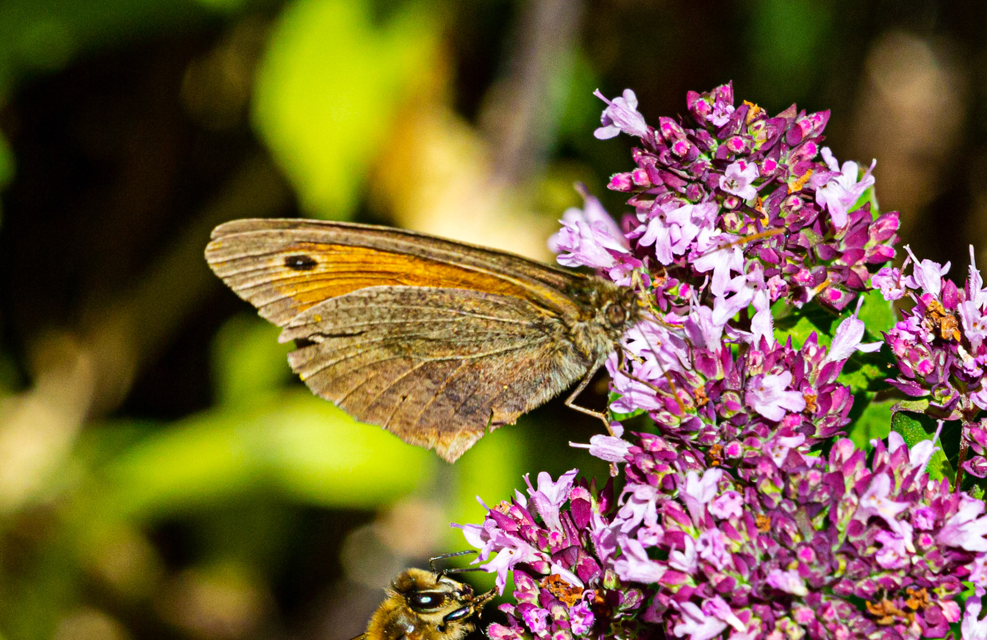 Mottistone IOW 16 July 2022