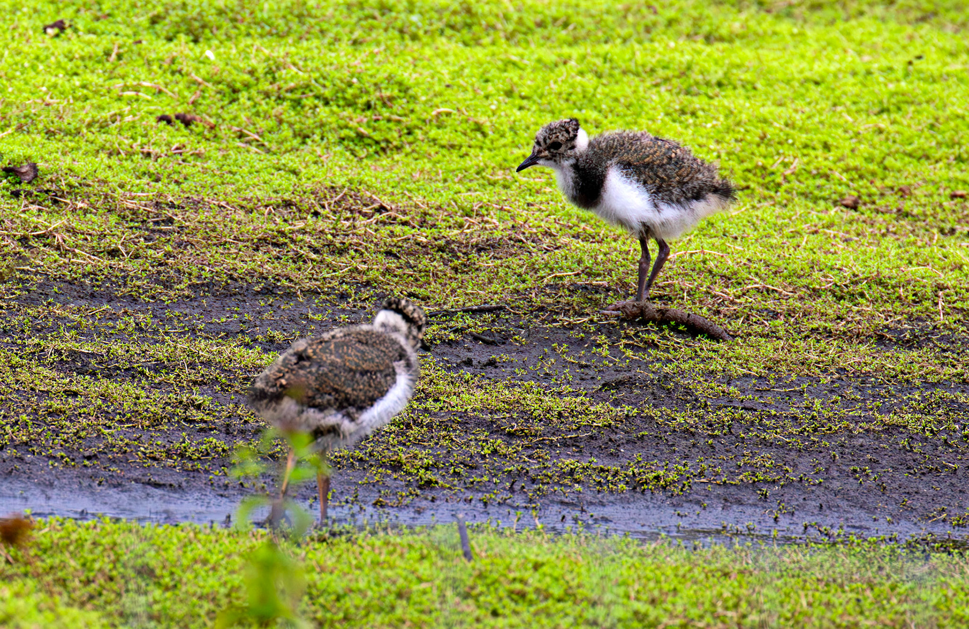 Young Lapwing at St Aidans RSPB Leeds 20 July 2025