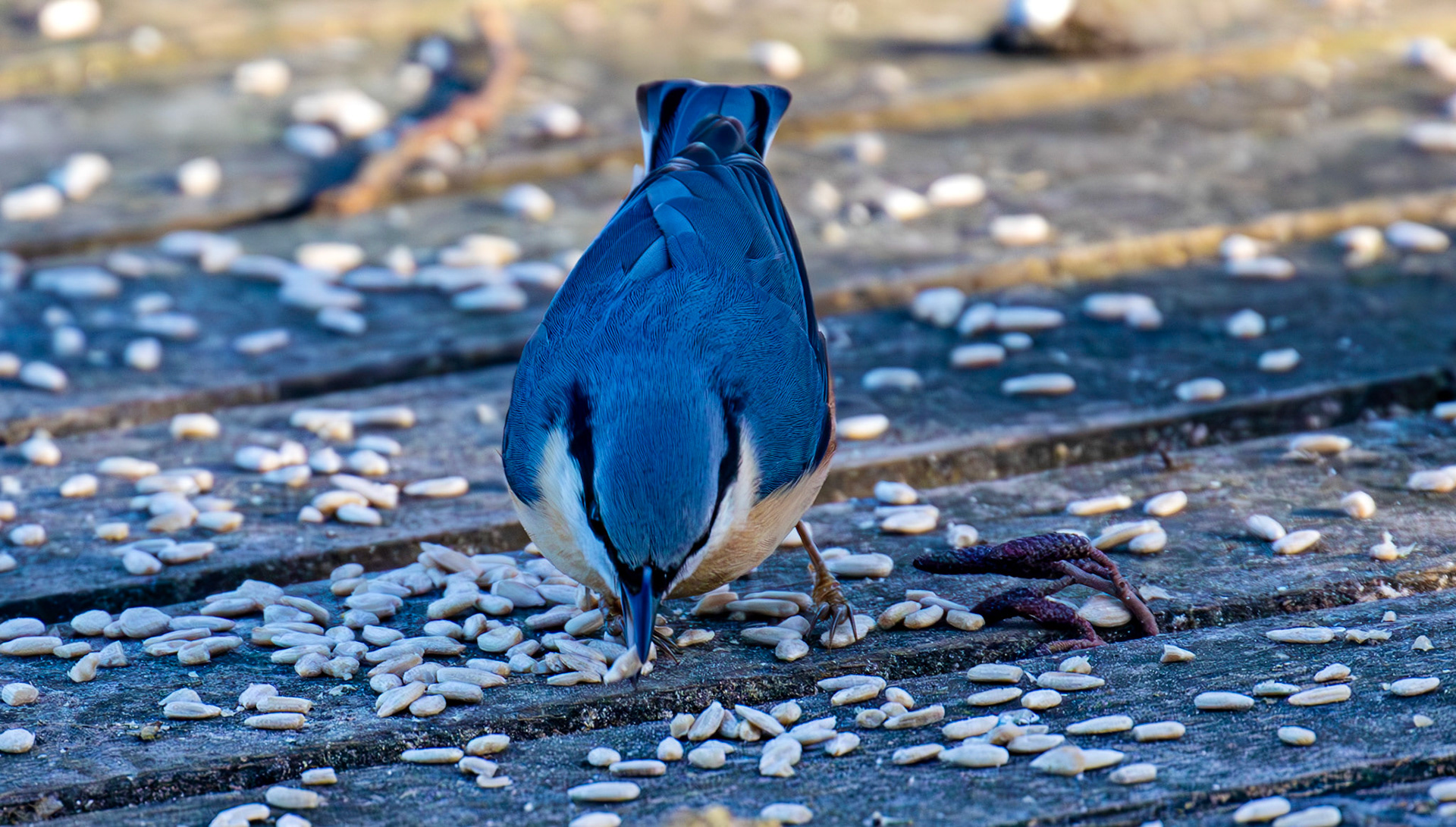 Nuthatch at Bavelaw 30 January 2025
