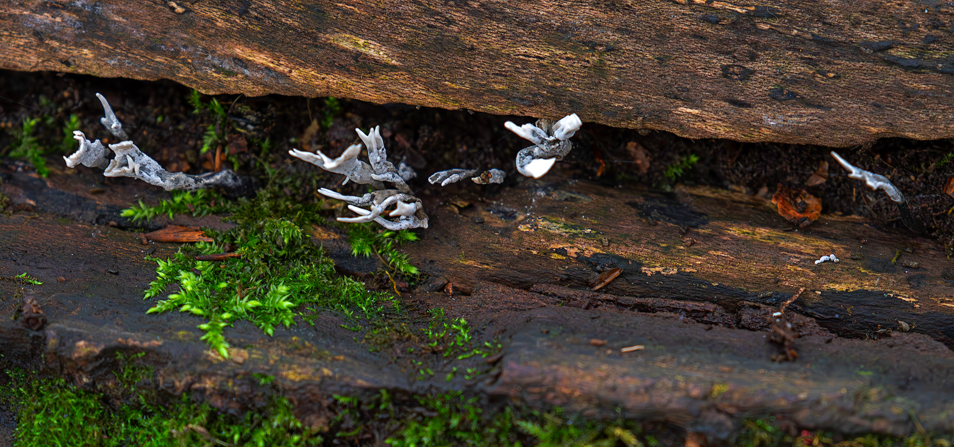 candlesnuff fungus (Xylaria hypoxylon) Deans Woods - 07 November 2025