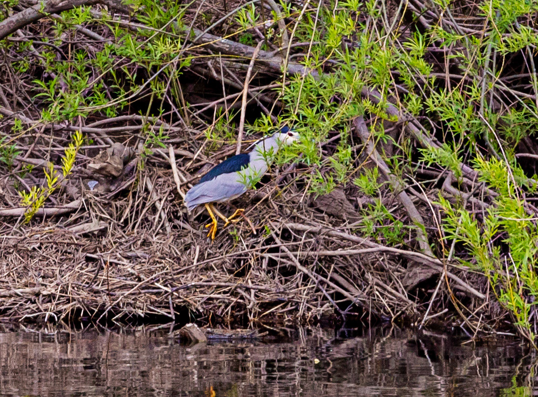 Barons Haugh 24 April 2023 Black Crowned Night Heron