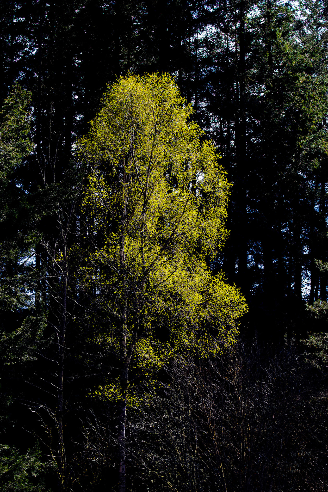 Trees at Glen Devon 20 April 2025