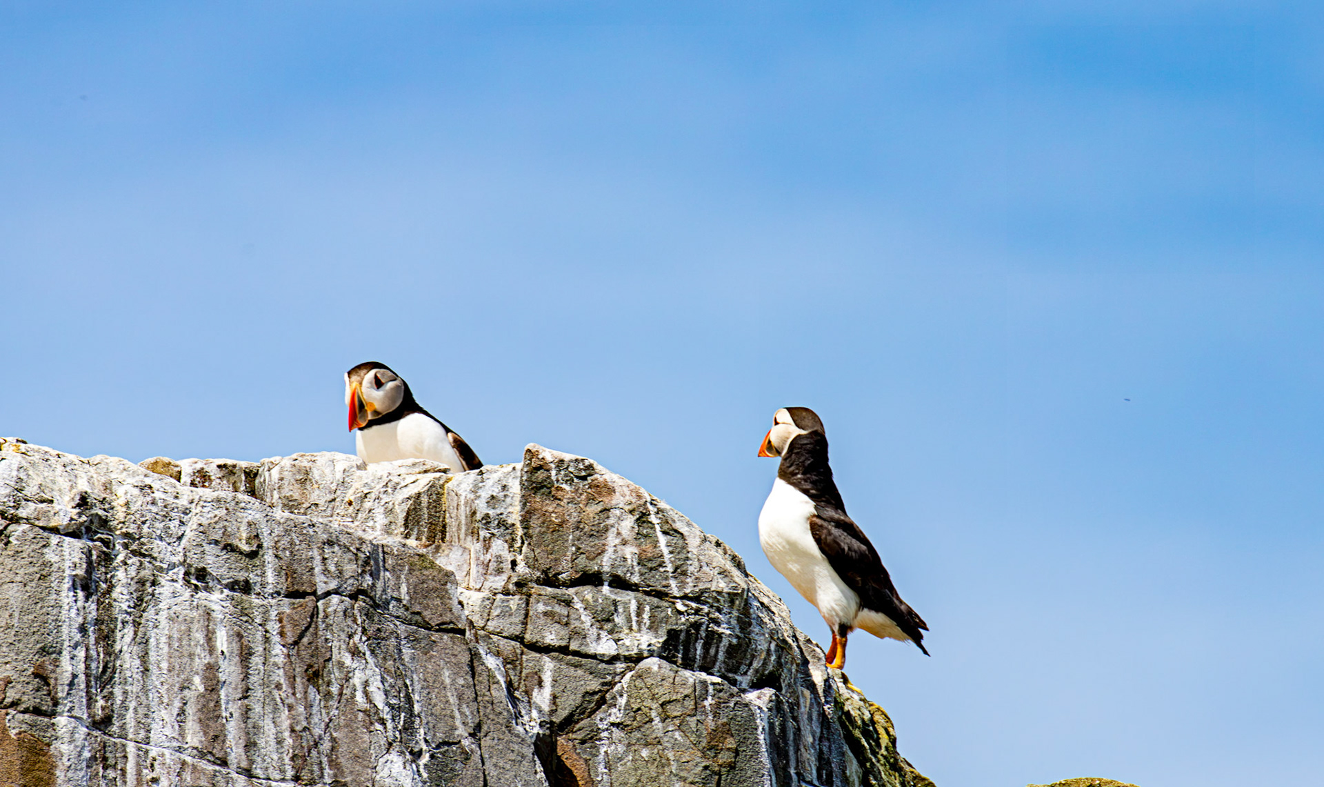 Puffins - Farne Islands 03 July 2026