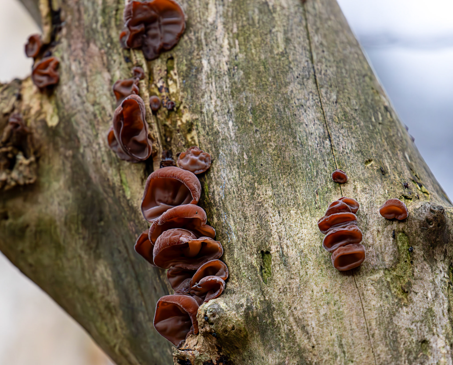 jelly ear or wood ear fungus (Auricularia auricula-judae) - Deans Woods - 07 November 2025