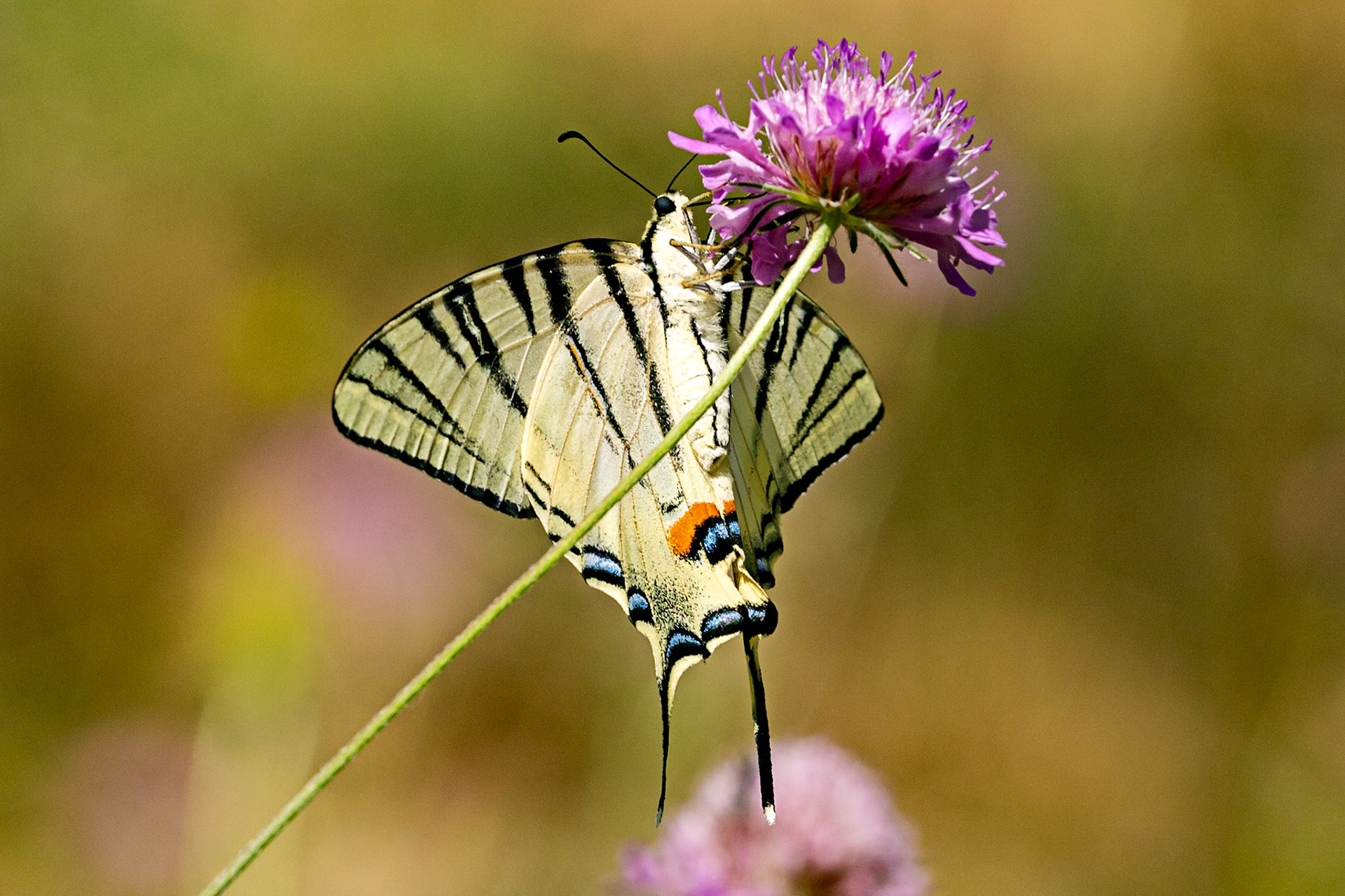 Monteriggioni 22 June 2024