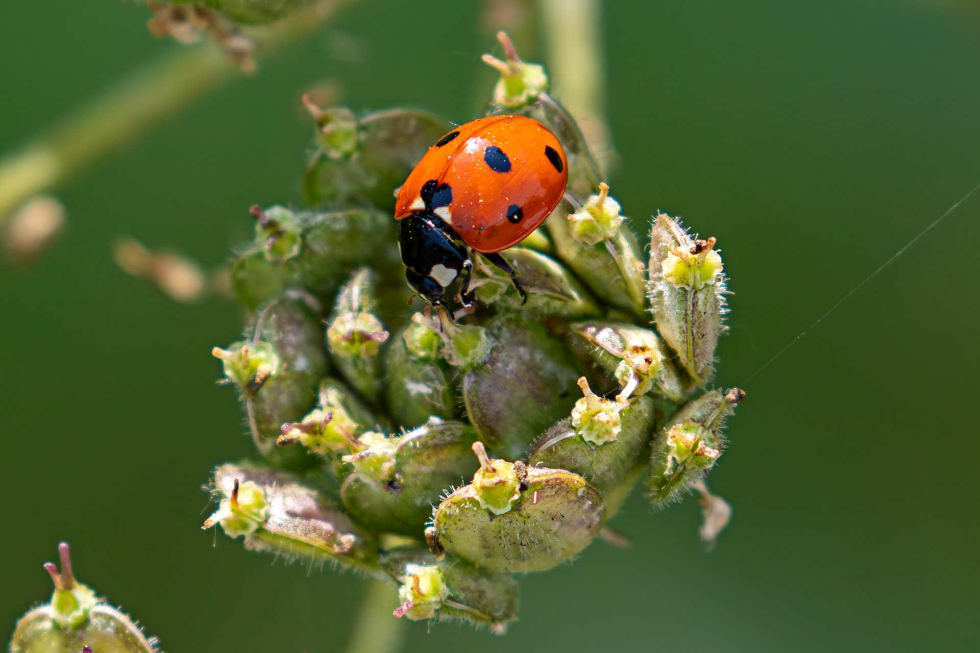 Seven-spot Ladybird (Coccinella septempunctata) Burnham 06 August 2025