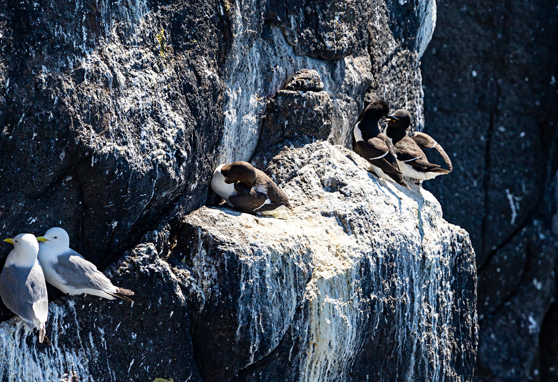 Isle of May - 04 June 2022