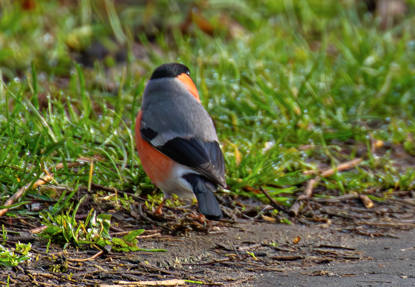Bullfinch at Linlithgow Loch 18 March 2026