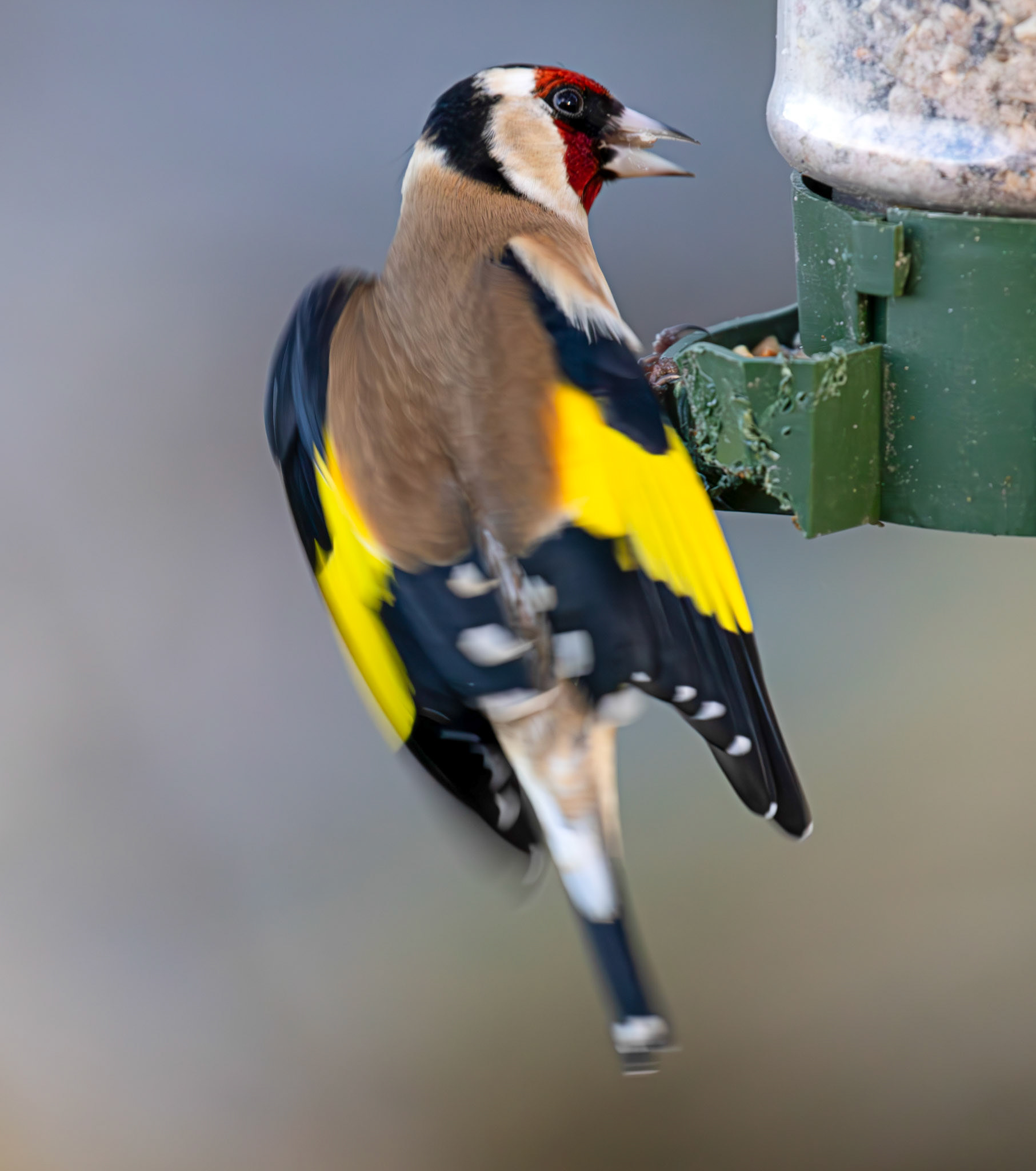 Goldfinch at Bavelaw 30 January 2025