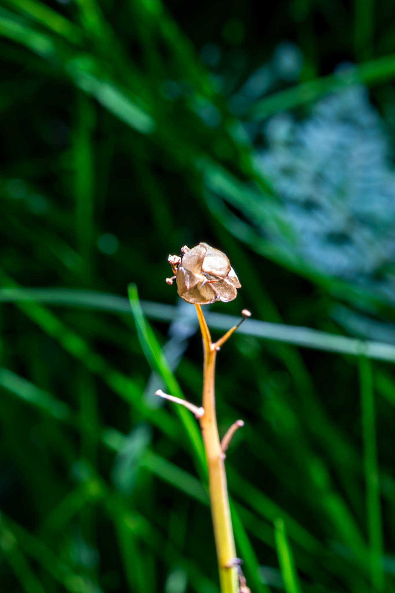 RSPB Loch Lomond 03 August 2024