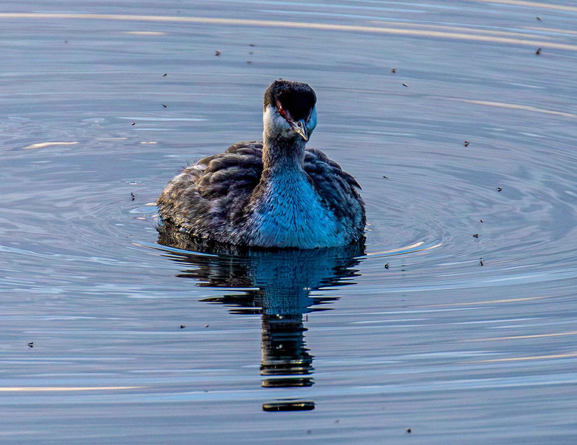 Slavonian Grebe at Linlithgow Loch 18 March 2026