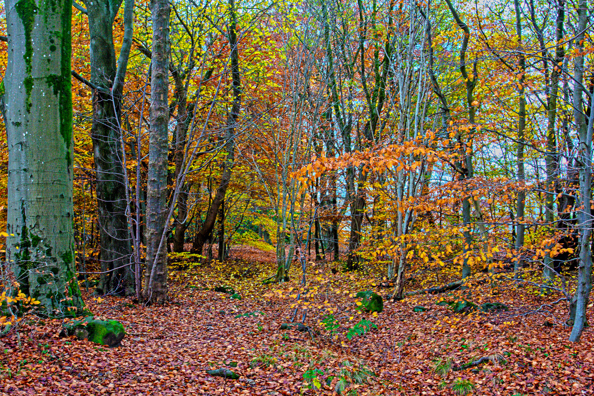 Deans Woods - 07 November 2025