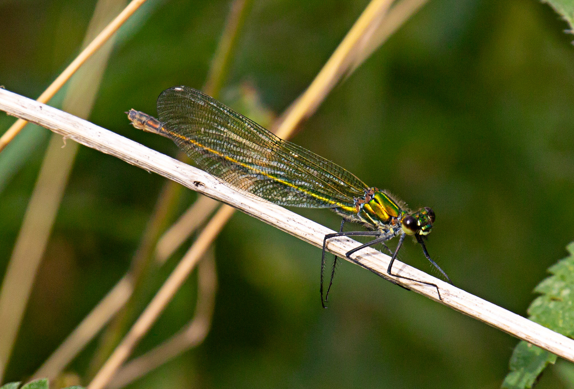 Banded Demoiselle (Calopteryx splendens) Walk Thames Path MArlow to Bourne End 06 August 2025