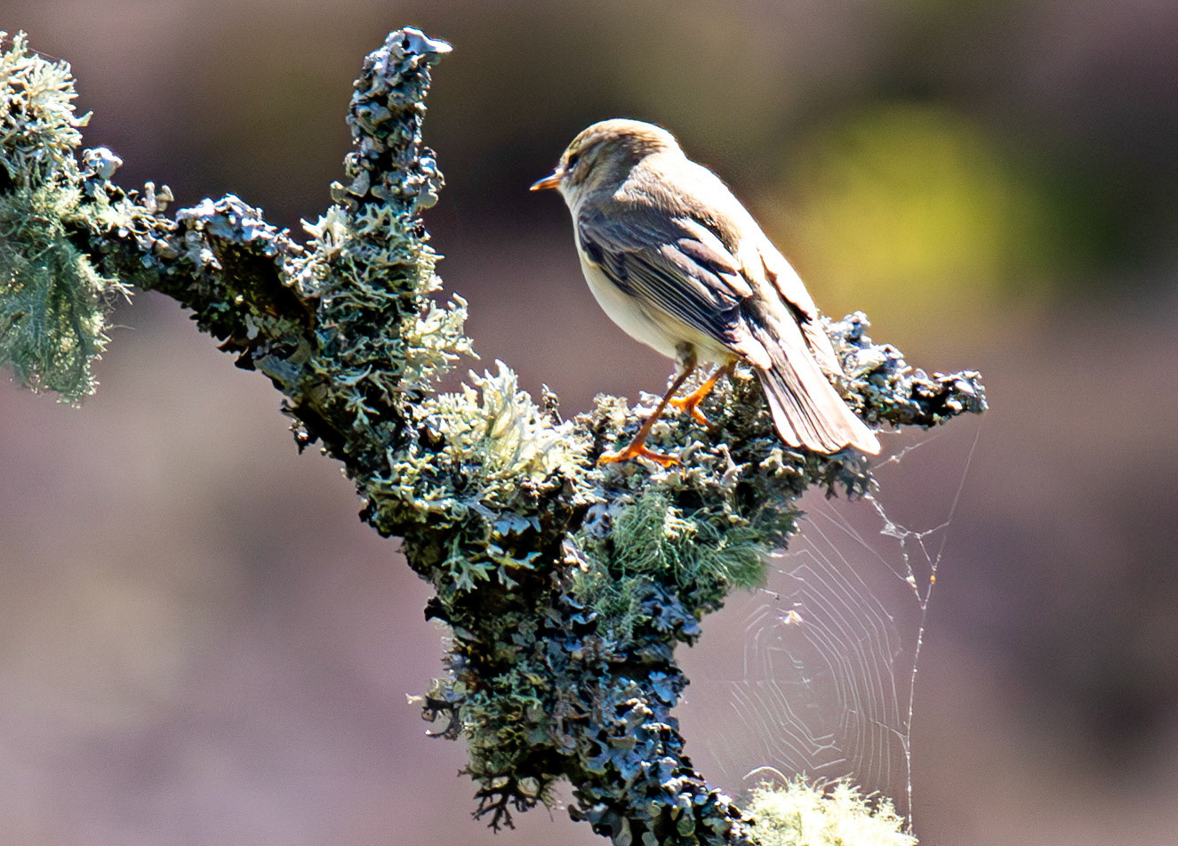 Willow Warbler in the Sma' Glen 16 May 2026