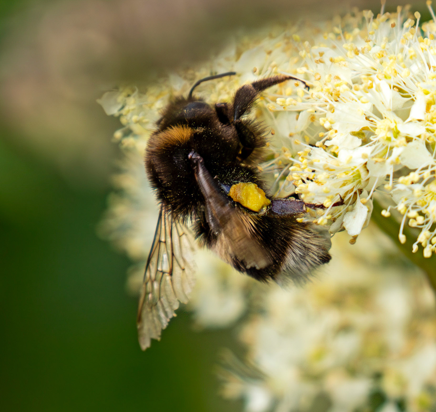 Bombus Lucorum - White Tailed Bumble bee -Union Canal at Lookaboutye 01 July 2025