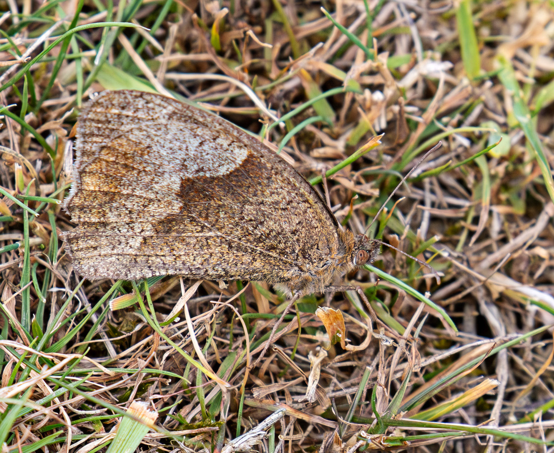 Knowle Park, Kent 23 Aug 2025