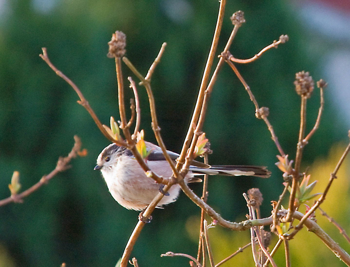 Livingston Please see my other Photographs at: www.jamespdeans.co.uk