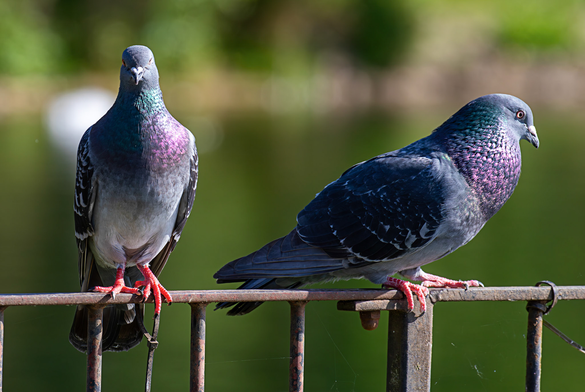 Amorous Feral Pigeon at Hogganfield Loch 25 May 2026