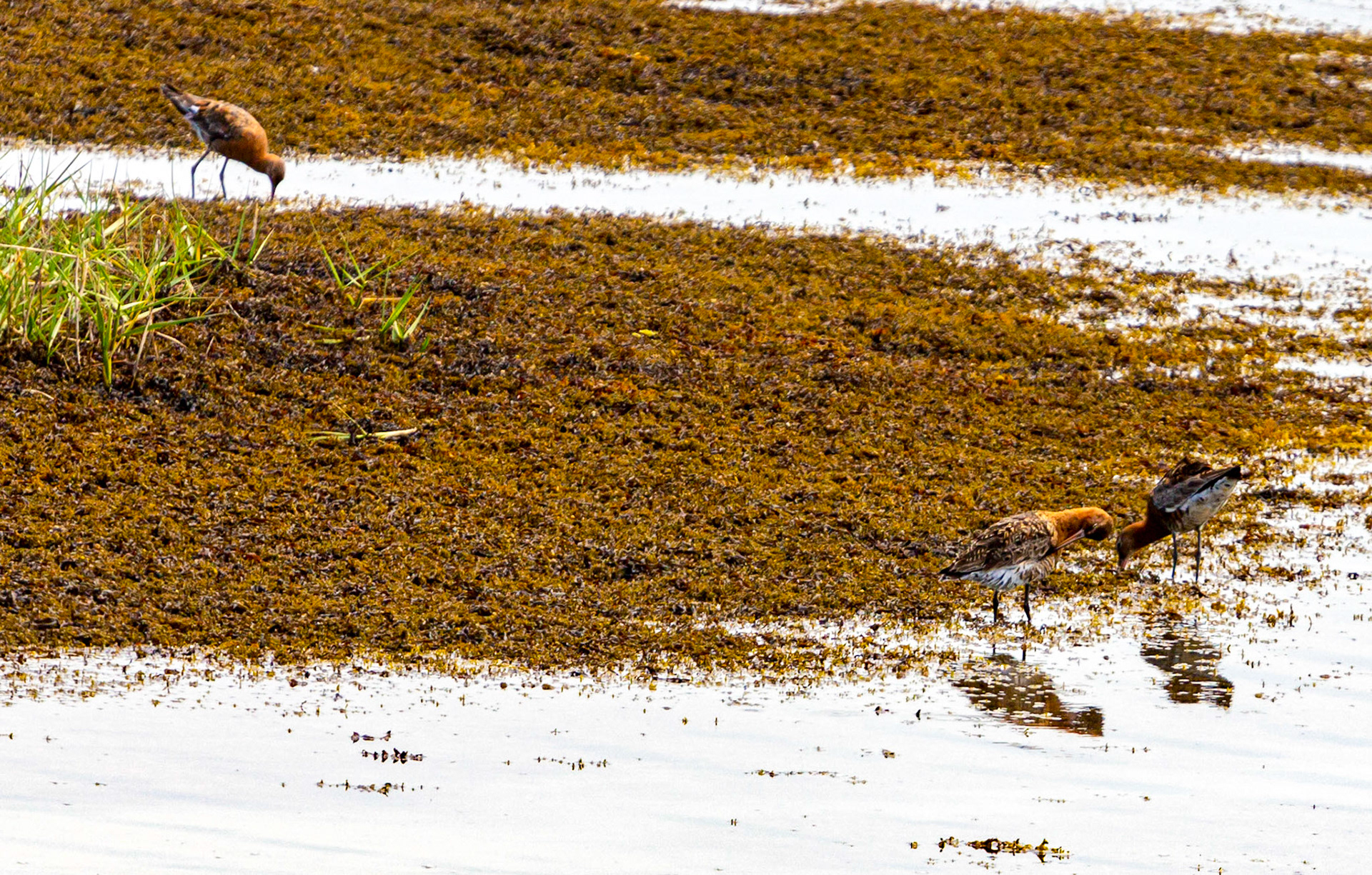 Bar Tailed Godwit - Yarmouth IOW 19  July 2022