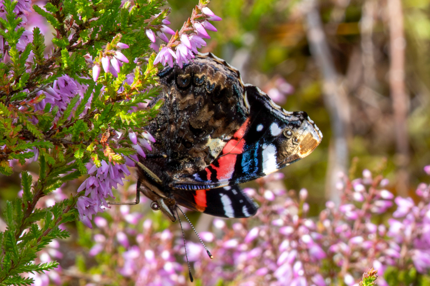 Flanders Moss 06 August 2024