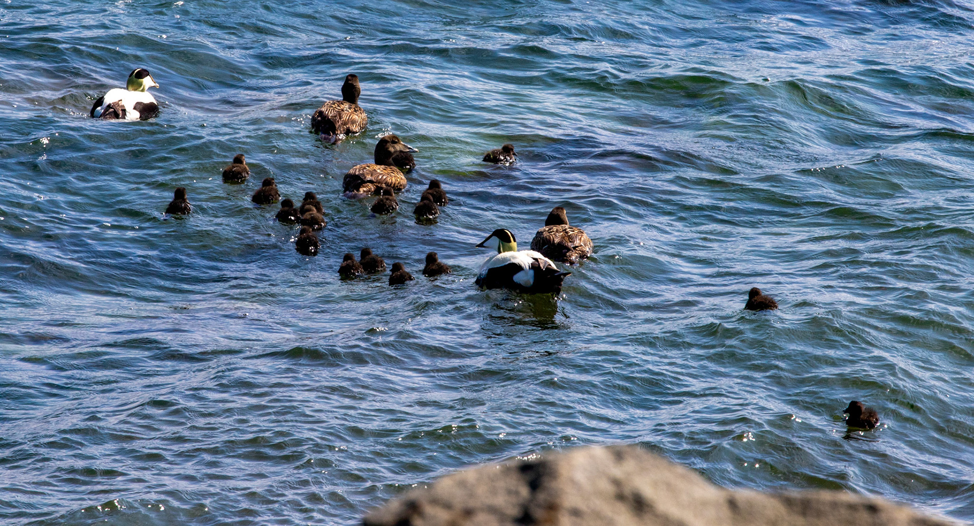 Eider at East Wemyss 25 May 2024