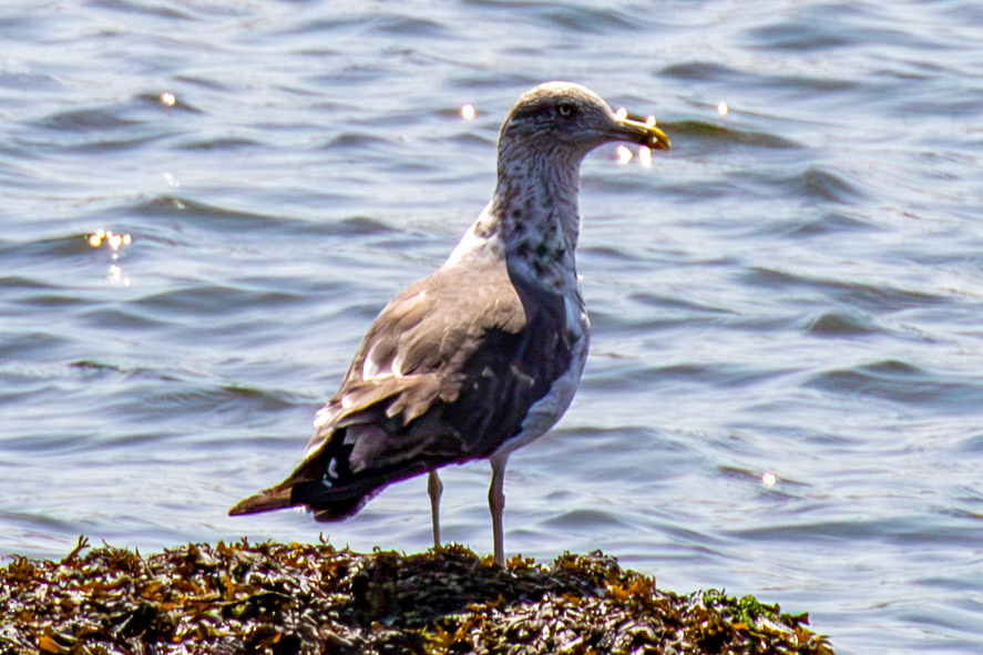 Porto 18 August 2026 - Yellow-legged Gull (Larus michahellis) in its' second-winter plumage