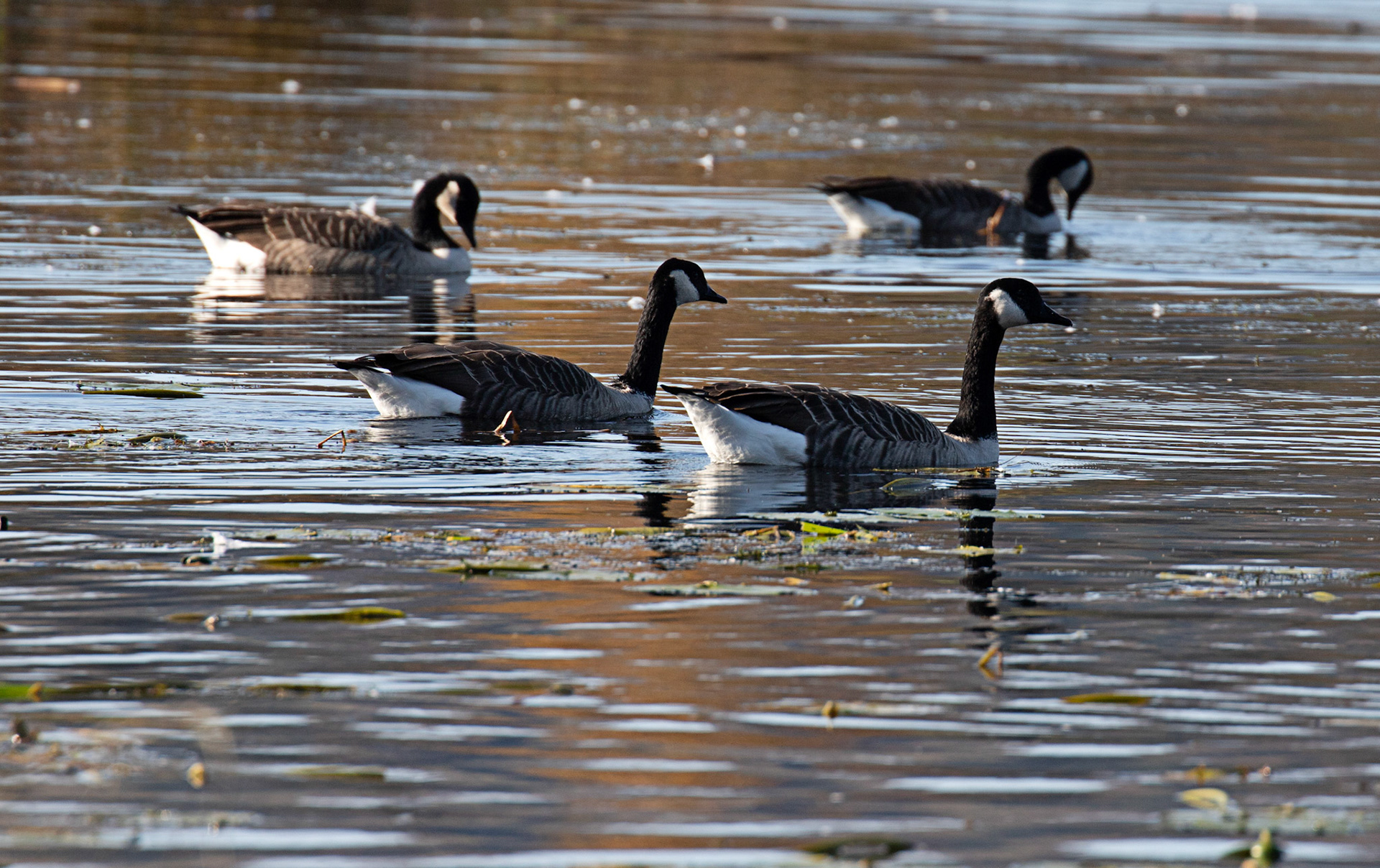 RSPB Lochwinnoch 10 October 2024