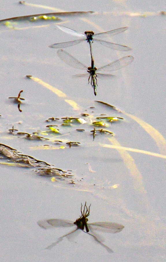 Emerald Damselfly (Lestes sponsa) Walk Thames Path MArlow to Bourne End 06 August 2025
