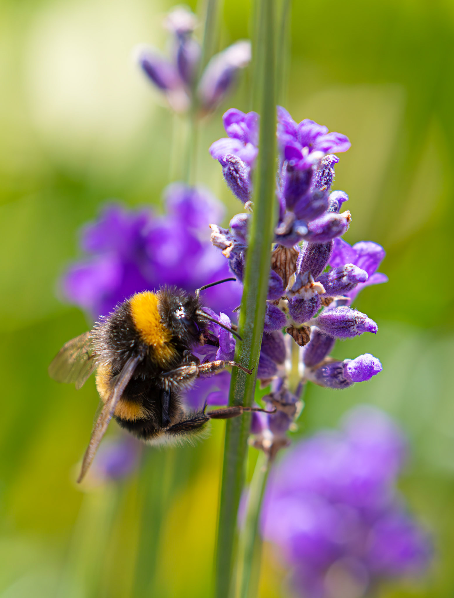 Bombus Lucorum - Livingston 08 July 2025
