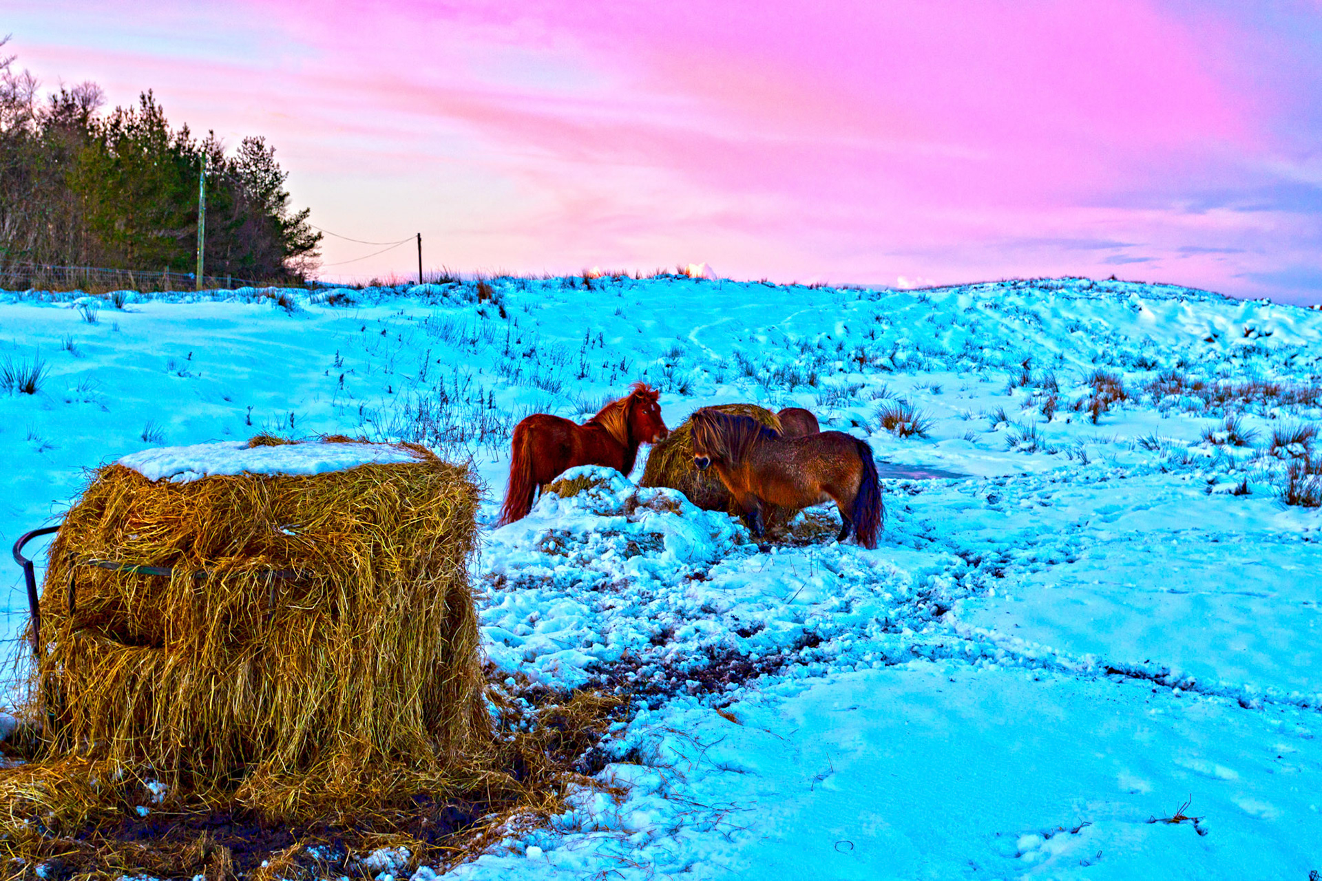 Shetland Ponies at Harperrig ReservoirPlease see my other photos at JamesPDeans.co.uk