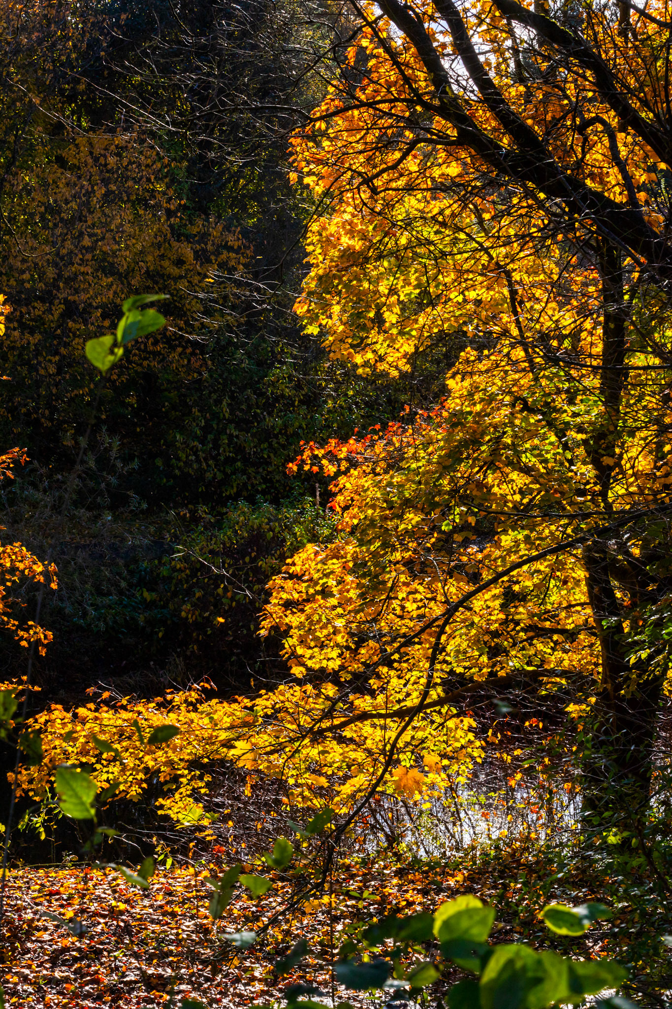 Livingston 06 November 2023