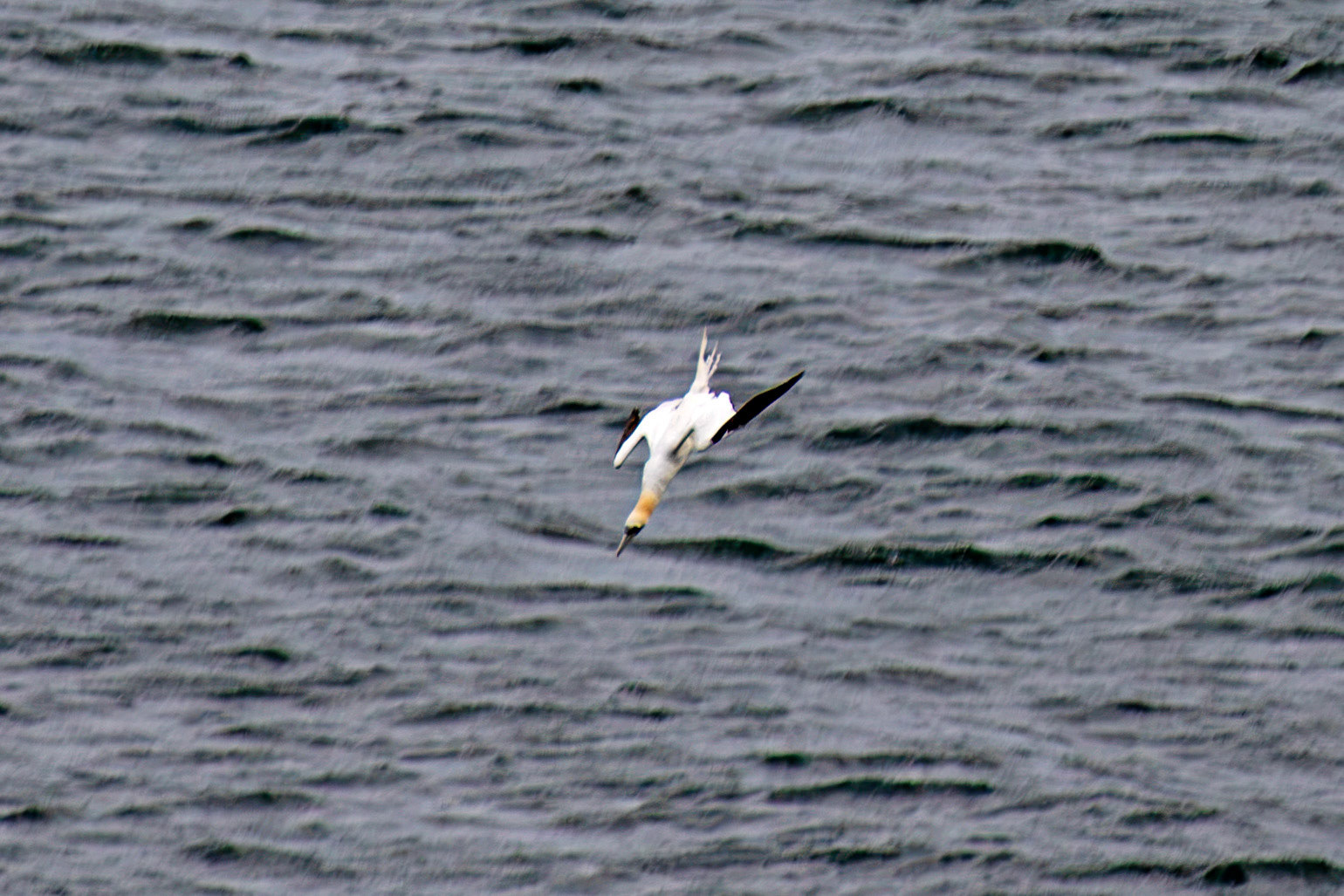 Northern Gannet diving - Tantallon Castle 04 July 2026