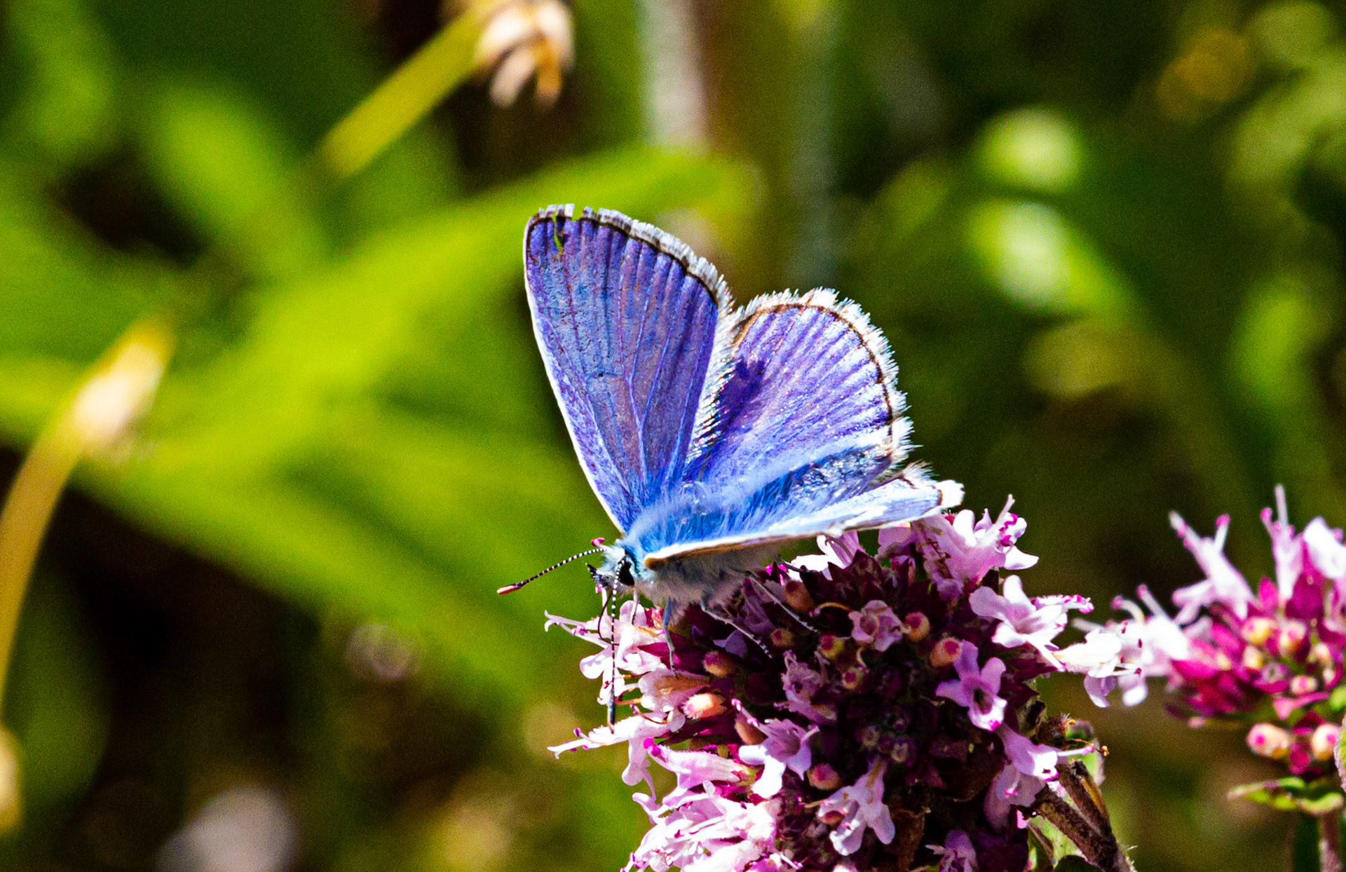 Mottistone IOW 16 July 2022