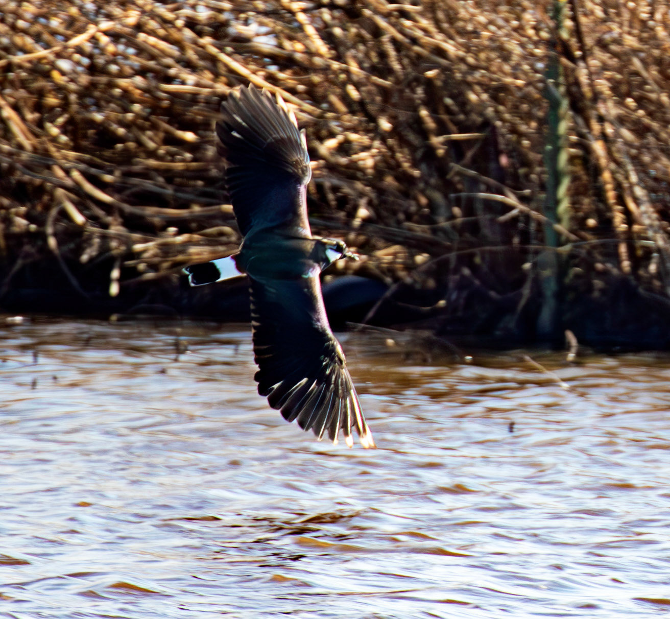 Lapwing at Black Devon Wetlands 20 March 2026