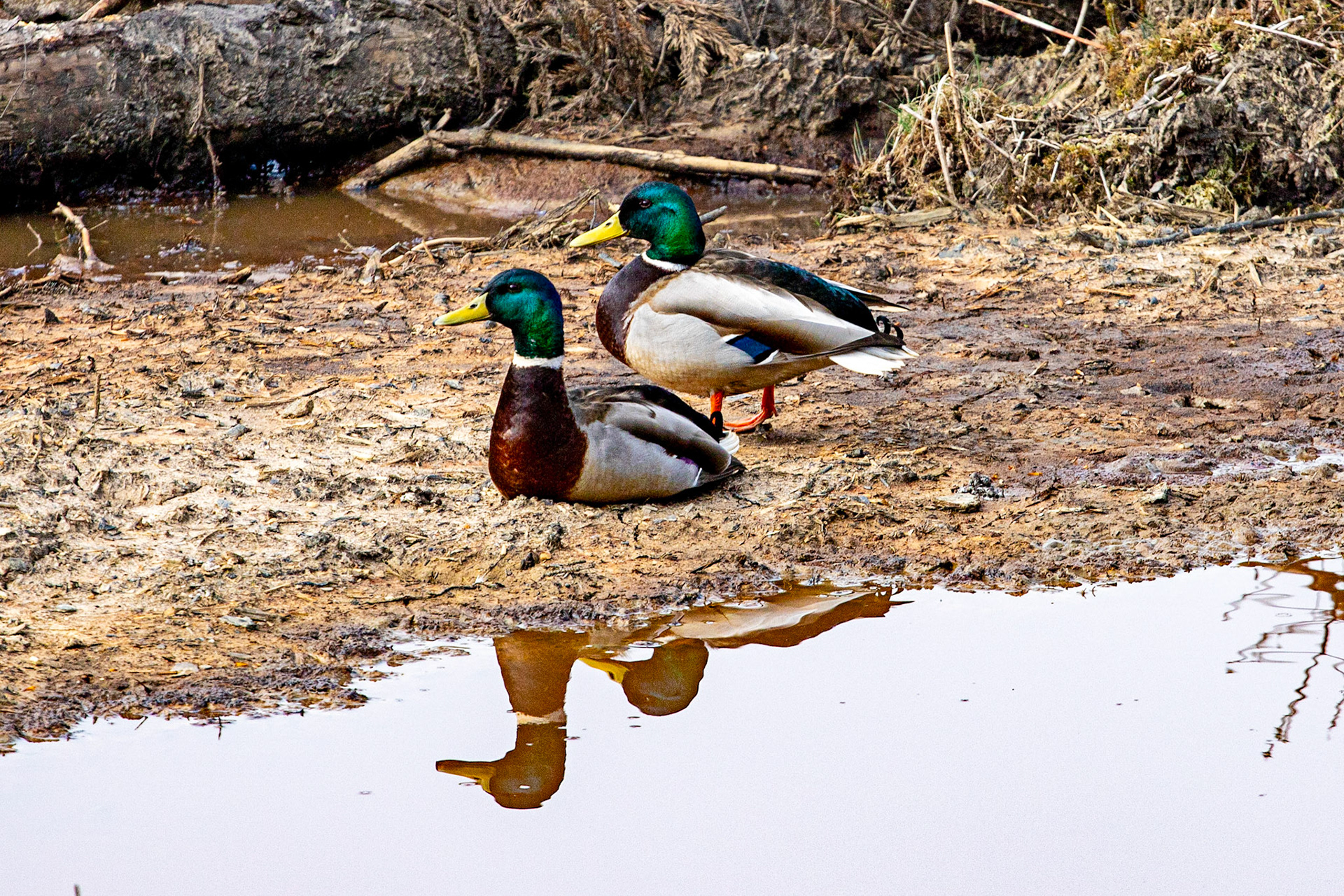 Selm Muir 29 April 2024