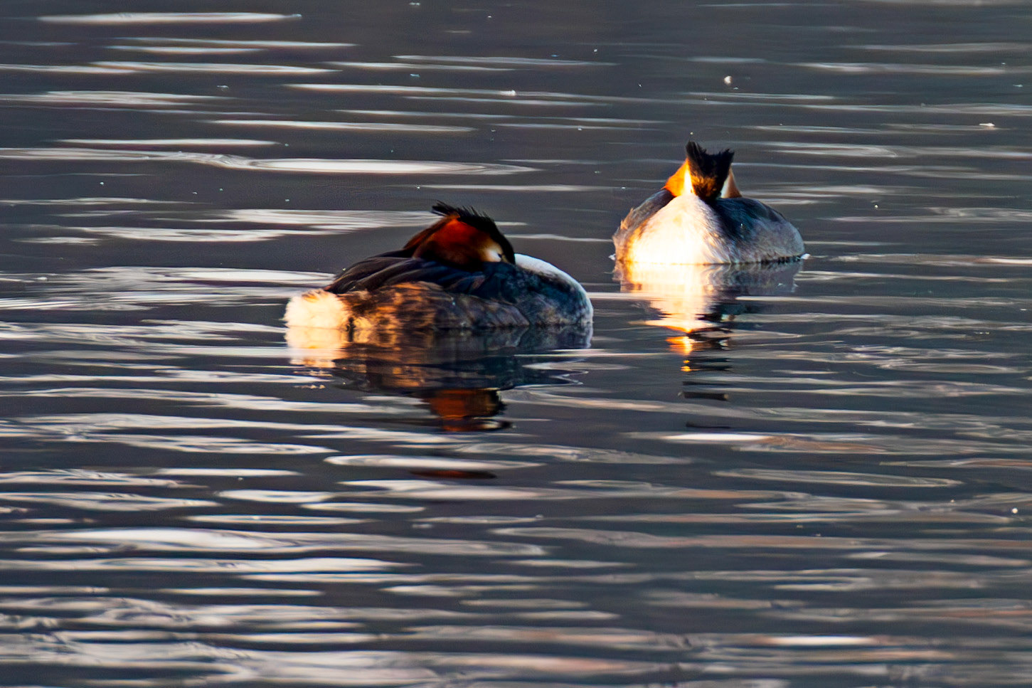 Great Crested Grebe - Hogganfield Loch 19 March 2025