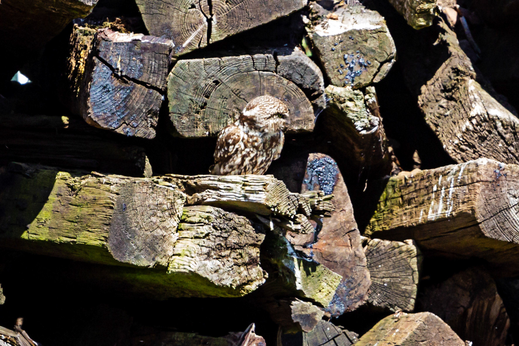 Little Owl in Somerset 25 June 2023