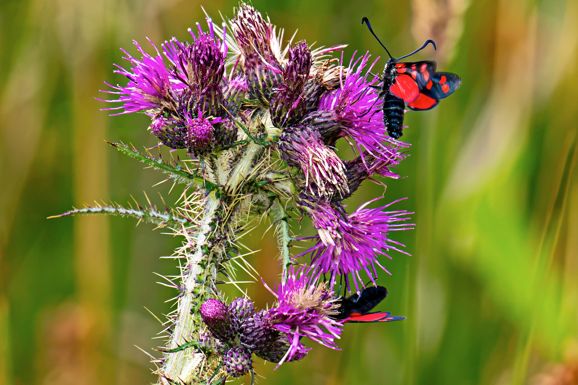 Six-spot burnet moth (Zygaena filipendulae) - Harperrig 14 July 2026