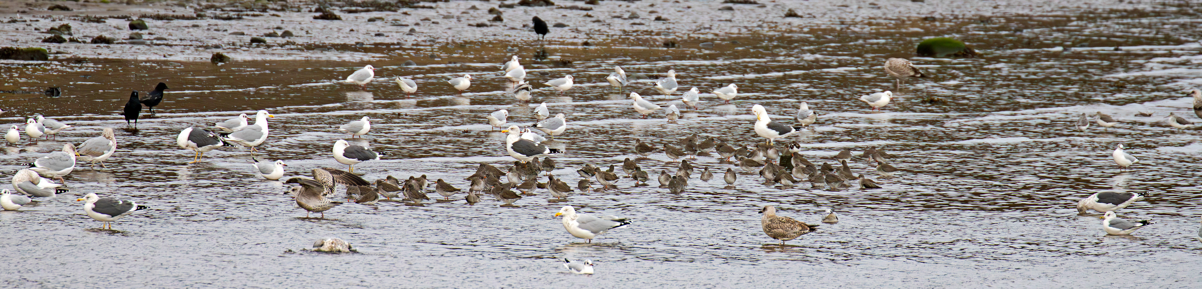 Birds on Cramond Shore 28 December 2024