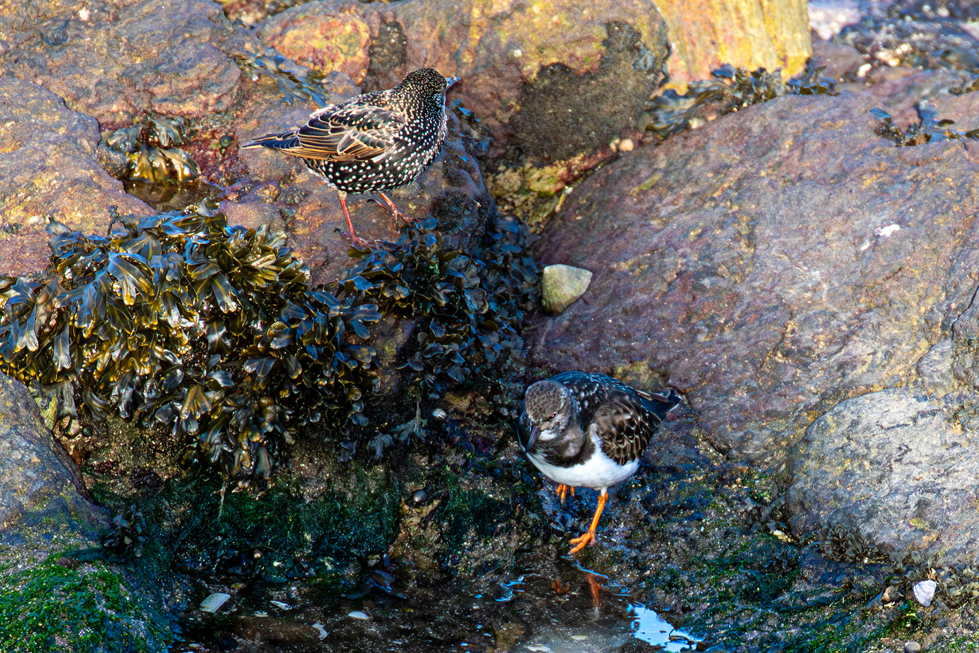 Starling, Turnstone, Port Seton 18 November 2024